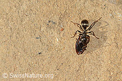 Foto: Grauschwarze Sklavenameise (Formica fusca)