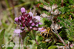 Rotbeinige Furchenbiene (Halictus rubicundus) auf Blume
