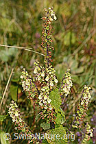 Salbeiblättriger Gamander (Teucrium scorodonia) (C318636) Salbeiblättriger Gamander (Teucrium scorodonia) (C318636)