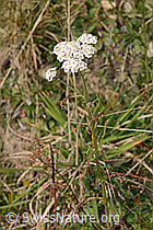 Gemeine Schafgarbe (Achillea millefolium) (C318640)