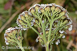 Gemeine Schafgarbe (Achillea millefolium) (C318642)