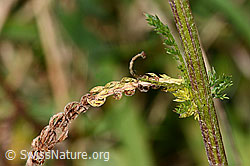 Gemeine Schafgarbe (Achillea millefolium) (C318644)