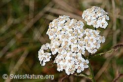 Gemeine Schafgarbe (Achillea millefolium) (C318645)