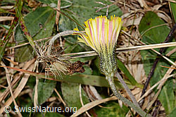 Langhaariges Habichtskraut (Hieracium pilosella) (C318649)