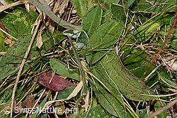 Langhaariges Habichtskraut (Hieracium pilosella) (C318650)