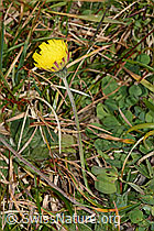 Langhaariges Habichtskraut (Hieracium pilosella) (C318651)