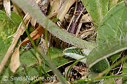 Langhaariges Habichtskraut (Hieracium pilosella) (C318655)