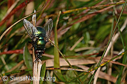 Neomyia cornicina (Fliege) (C318659)