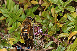 Eristalis tenax on Thymus pulegioides (C318671)