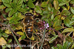 Eristalis tenax on Thymus pulegioides (C318672)