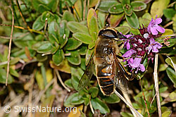 Mistbiene (Eristalis tenax)