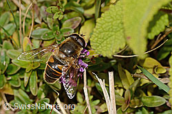 Eristalis tenax on Thymus pulegioides (C318674)