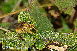 Scathophaga stercoraria (C318681)