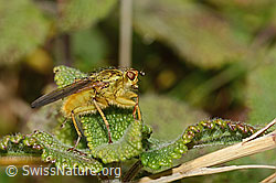 Gelbe Dungfliege (Scathophaga stercoraria) (09.11.2024, C318684)