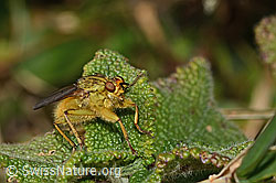 Scathophaga stercoraria (C318687)