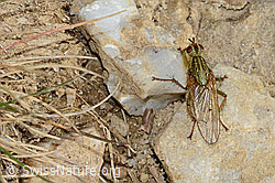 Gelbe Dungfliege (Scathophaga stercoraria) (09.11.2024, C318708)