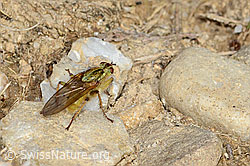 Scathophaga stercoraria (C318709)