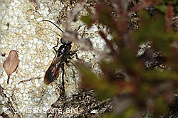 Anoplius infuscatus (Wegwespe) (C318712) Anoplius infuscatus (Wegwespe) (C318712)