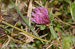 Rot-Klee (Trifolium pratense) (C318715) Rot-Klee (Trifolium pratense) (C318715)