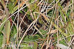Feldgrille (Gryllus campestris) (C318725)