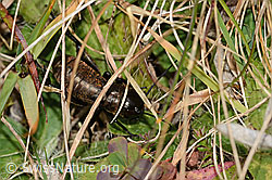 Feldgrille (Gryllus campestris) (C318731)