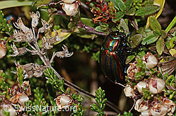 Längsgestreifter Blattkäfer (Chrysomela cerealis) (09.11.2024, C318764)