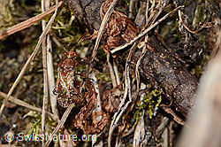 Foto: Hellbraune Glasflügelwanze (Rhopalus subrufus)