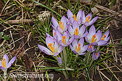Frühlings-Krokus (Crocus albiflorus) (C319939)