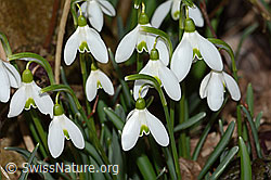 Schneeglöckchen (Galanthus nivalis) (C319960) Schneeglöckchen (Galanthus nivalis) (C319960)