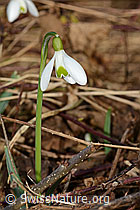 Schneeglöckchen (Galanthus nivalis) (C319968) Schneeglöckchen (Galanthus nivalis) (C319968)