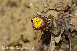 Huflattich (Tussilago farfara) (C320147) Huflattich (Tussilago farfara) (C320147)