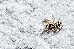 Zebra-Springspinne (Salticus scenicus) (C320318) Zebra-Springspinne (Salticus scenicus) (C320318)