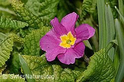 Stängellose Schlüsselblume (Primula acaulis) (C320330) Stängellose Schlüsselblume (Primula acaulis) (C320330)