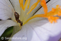 Schwarze Wegameise (Lasius niger) auf Frühlings-Krokus (Crocus albiflorus) (C320338) Schwarze Wegameise (Lasius niger) auf Frühlings-Krokus (Crocus albiflorus) (C320338)