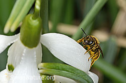 Gewöhnliche Schmalbiene (Lasioglossum calceatum) auf Schneeglöckchen (Galanthus nivalis) (C320345) Gewöhnliche Schmalbiene (Lasioglossum calceatum) auf Schneeglöckchen (Galanthus nivalis) (C320345)