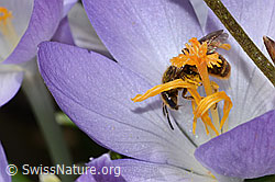 Gewöhnliche Schmalbiene (Lasioglossum calceatum) auf Frühlings-Krokus (Crocus albiflorus) (C320354) Gewöhnliche Schmalbiene (Lasioglossum calceatum) auf Frühlings-Krokus (Crocus albiflorus) (C320354)