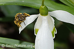 Gewöhnliche Schmalbiene (Lasioglossum calceatum) auf Schneeglöckchen (Galanthus nivalis) (C320357) Gewöhnliche Schmalbiene (Lasioglossum calceatum) auf Schneeglöckchen (Galanthus nivalis) (C320357)