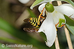 Französische Feldwespe (Polistes dominula) auf Schneeglöckchen (Galanthus nivalis) (C320361) Französische Feldwespe (Polistes dominula) auf Schneeglöckchen (Galanthus nivalis) (C320361)