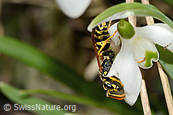 Französische Feldwespe (Polistes dominula) auf Schneeglöckchen (Galanthus nivalis) (C320362) Französische Feldwespe (Polistes dominula) auf Schneeglöckchen (Galanthus nivalis) (C320362)