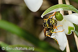 Französische Feldwespe (Polistes dominula) auf Schneeglöckchen (Galanthus nivalis) (C320364) Französische Feldwespe (Polistes dominula) auf Schneeglöckchen (Galanthus nivalis) (C320364)