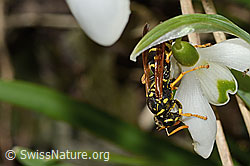 Schneeglöckchen (Galanthus nivalis)