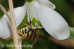 Französische Feldwespe (Polistes dominula) auf Schneeglöckchen (Galanthus nivalis) (C320374) Französische Feldwespe (Polistes dominula) auf Schneeglöckchen (Galanthus nivalis) (C320374)