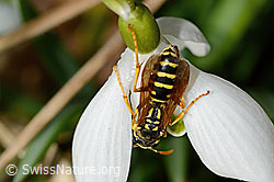 Französische Feldwespe (Polistes dominula) auf Schneeglöckchen (Galanthus nivalis) (C320387) Französische Feldwespe (Polistes dominula) auf Schneeglöckchen (Galanthus nivalis) (C320387)