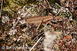 Waldeidechse (Zootoca vivipara) (07.03.2025, C320483)