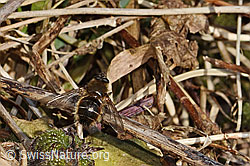 Tachina ursina (Raupenfliege) (C320626)