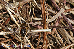 Tachina ursina (Raupenfliege) (C320628)