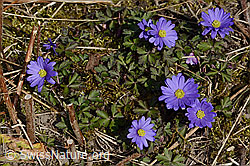 Balkan Windröschen (Anemone blanda) (C320630) Balkan Windröschen (Anemone blanda) (C320630)