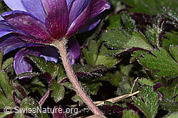 Balkan Windröschen (Anemone blanda) (C320639) Balkan Windröschen (Anemone blanda) (C320639)
