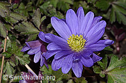 Balkan Windröschen (Anemone blanda) (C320644) Balkan Windröschen (Anemone blanda) (C320644)