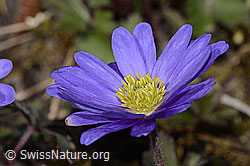 Balkan Windröschen (Anemone blanda) (C320645) Balkan Windröschen (Anemone blanda) (C320645)